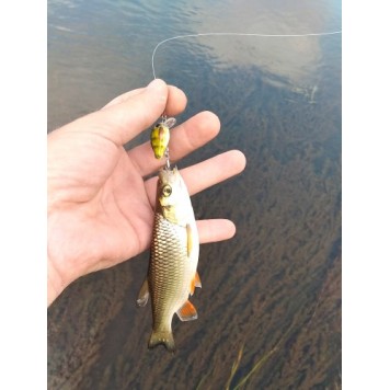 Воблер привлек внимание хищной рыбы-1